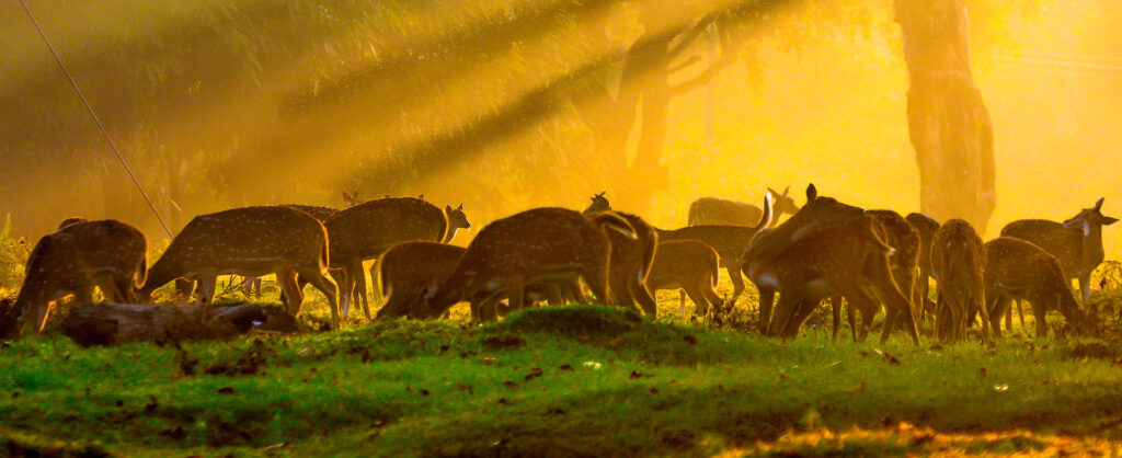 Astro-Mohan-The-Golden-Morning1